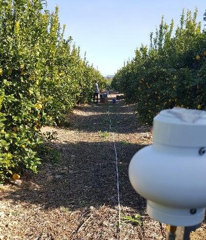 Receptor de medida en una plantación de cítricos
